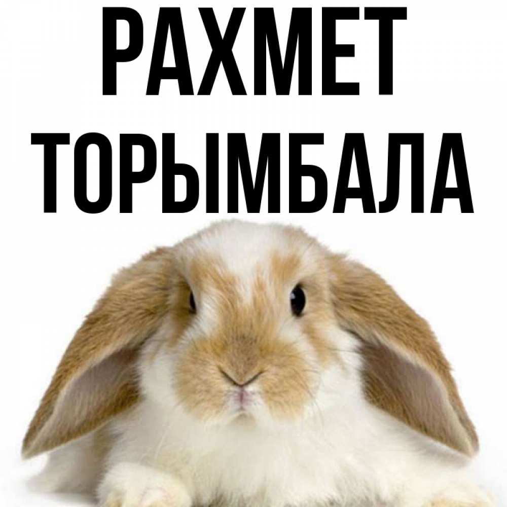 Күн сайын ашық хат с именем, ТОРЫМБАЛА рахмет коричнево белый заяц Онлайн тегін жүктеп алу тілектері бар керемет карта 