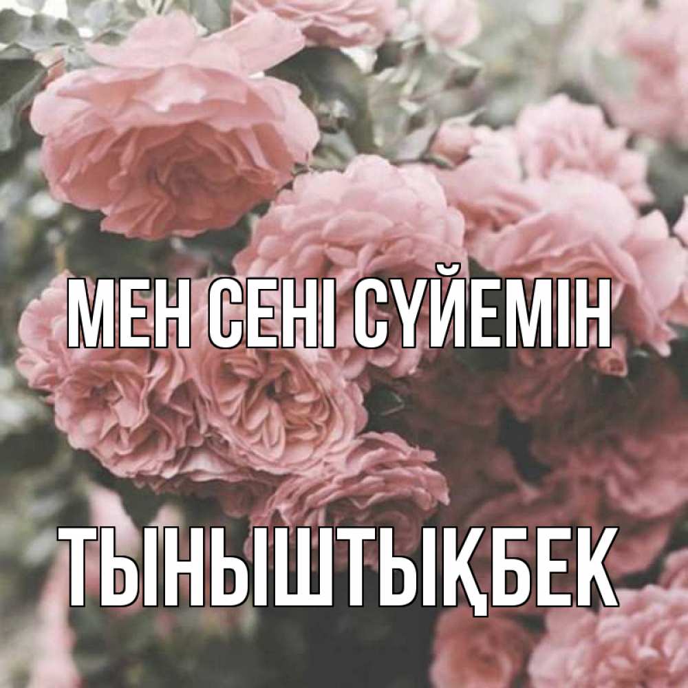 Күн сайын ашық хат с именем, ТЫНЫШТЫҚБЕК Мен сені сүйемін розы 3 Онлайн тегін жүктеп алу тілектері бар керемет карта 