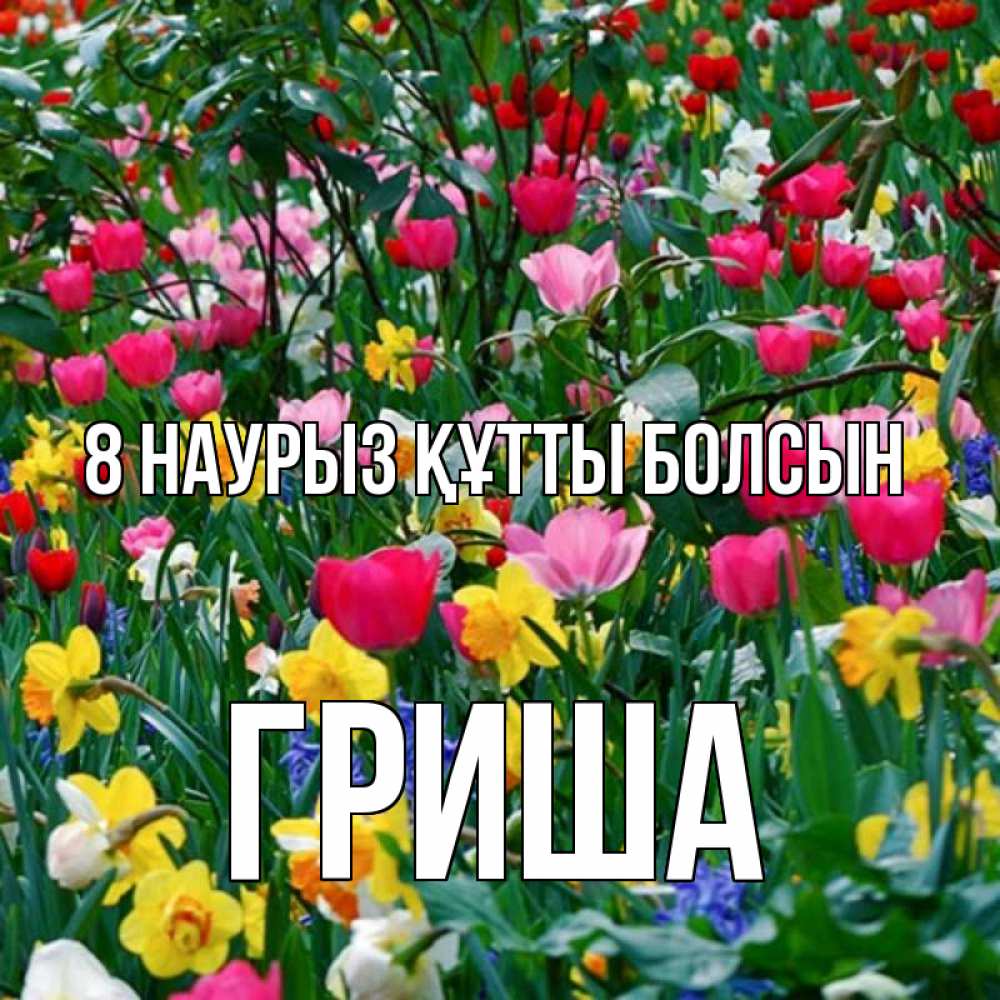 Күн сайын ашық хат с именем, Гриша 8 наурыз құтты болсын с международным женским днем поздравления для женщины Онлайн тегін жүктеп алу тілектері бар керемет карта 
