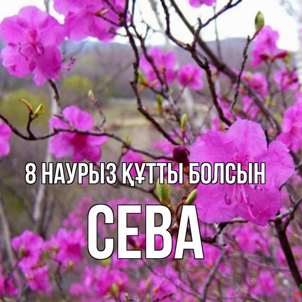 Күн сайын ашық хат с именем, Сева 8 наурыз құтты болсын международный женский день Онлайн тегін жүктеп алу тілектері бар керемет карта 