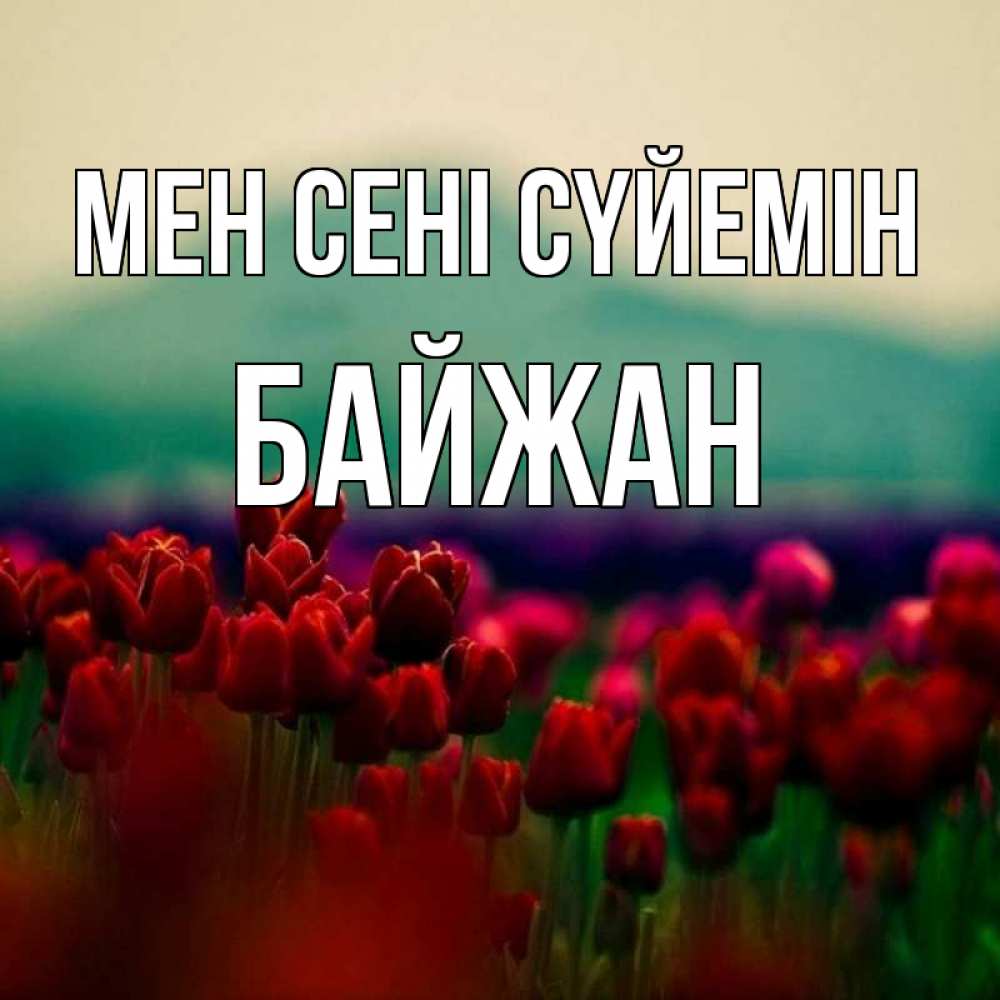 Күн сайын ашық хат с именем, Байжан Мен сені сүйемін тюльпаны 4 Онлайн тегін жүктеп алу тілектері бар керемет карта 