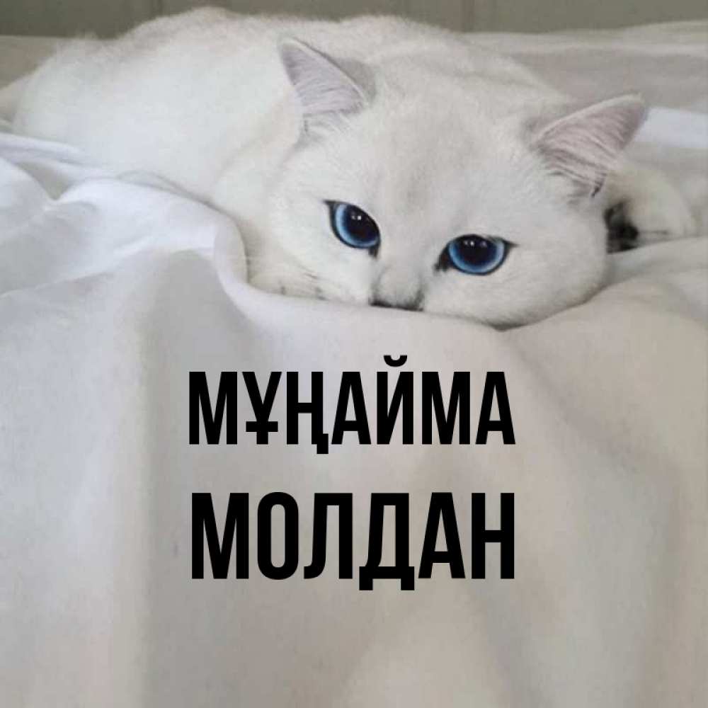Күн сайын ашық хат с именем, МОЛДАН Мұңайма Голубоглазая кошка Онлайн тегін жүктеп алу тілектері бар керемет карта 