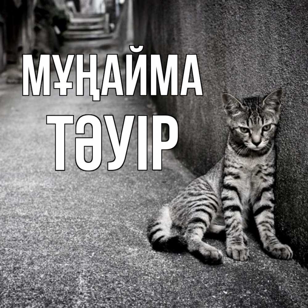 Күн сайын ашық хат с именем, ТӘУІР Мұңайма скучающий котик Онлайн тегін жүктеп алу тілектері бар керемет карта 