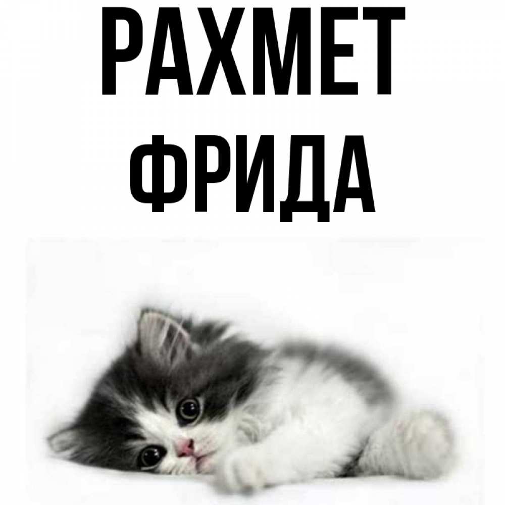Күн сайын ашық хат с именем, Фрида рахмет черный и белый кот Онлайн тегін жүктеп алу тілектері бар керемет карта 