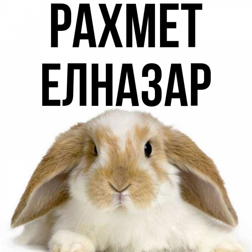 Күн сайын ашық хат с именем, Елназар рахмет коричнево белый заяц Онлайн тегін жүктеп алу тілектері бар керемет карта 