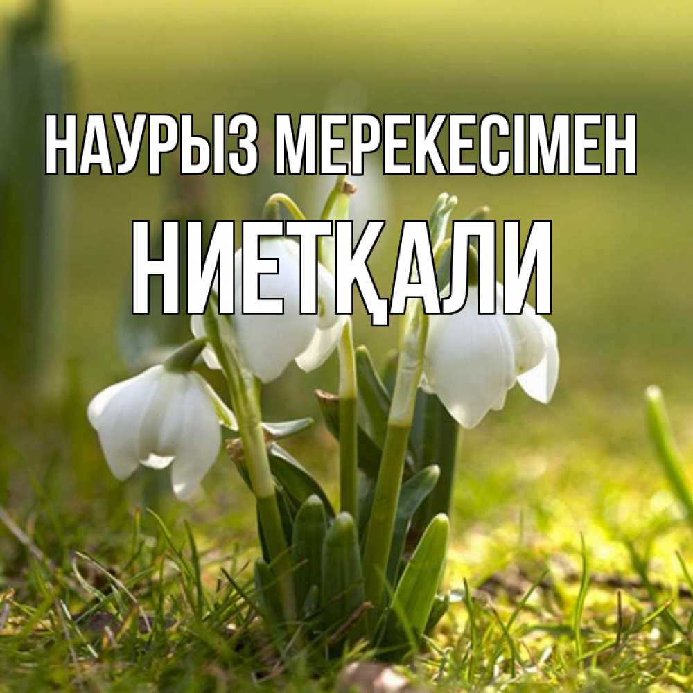 Күн сайын ашық хат с именем, НИЕТҚАЛИ Наурыз мерекесімен ранние цветы 2 Онлайн тегін жүктеп алу тілектері бар керемет карта 