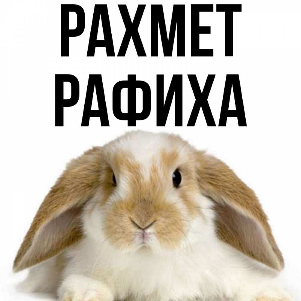 Күн сайын ашық хат с именем, РАФИХА рахмет коричнево белый заяц Онлайн тегін жүктеп алу тілектері бар керемет карта 