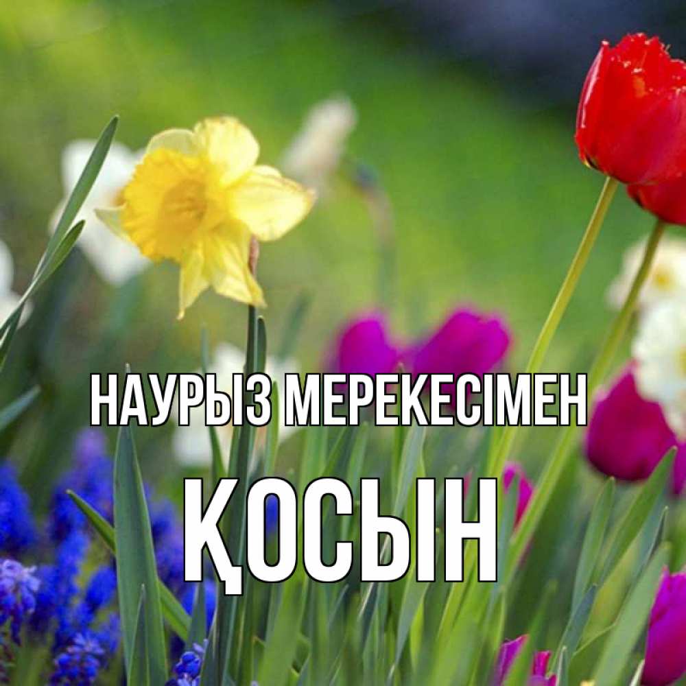 Күн сайын ашық хат с именем, ҚОСЫН Наурыз мерекесімен праздник весны наурыз 3 Онлайн тегін жүктеп алу тілектері бар керемет карта 