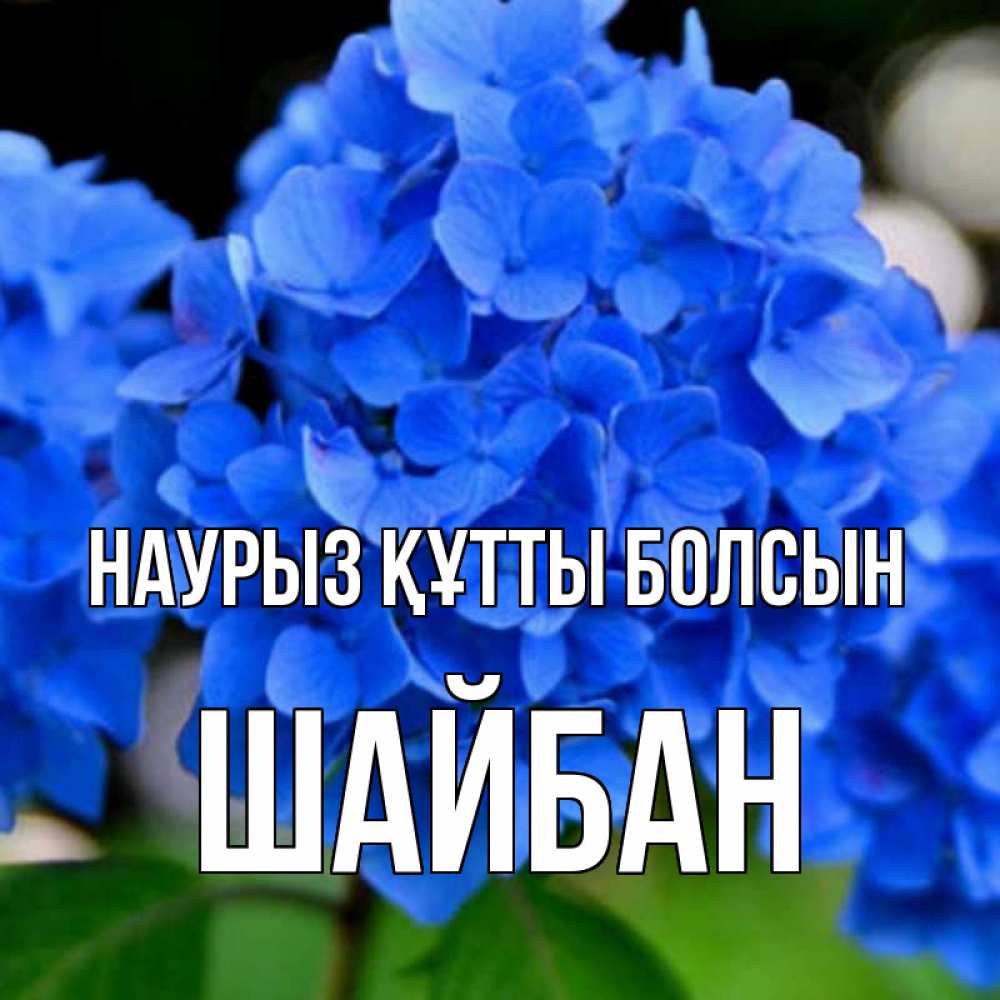 Күн сайын ашық хат с именем, ШАЙБАН Наурыз құтты болсын синие цветы Онлайн тегін жүктеп алу тілектері бар керемет карта 