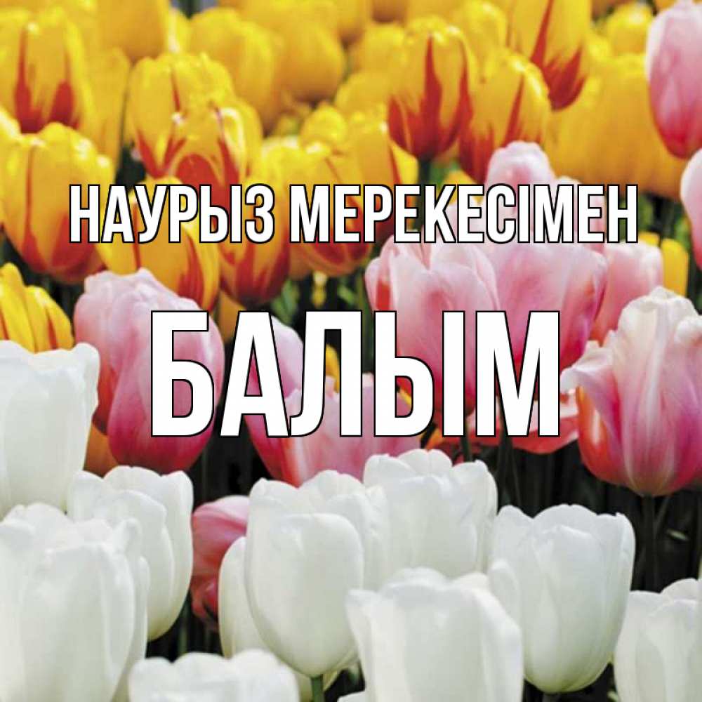 Күн сайын ашық хат с именем, БАЛЫМ Наурыз мерекесімен разноцветные цветы Онлайн тегін жүктеп алу тілектері бар керемет карта 