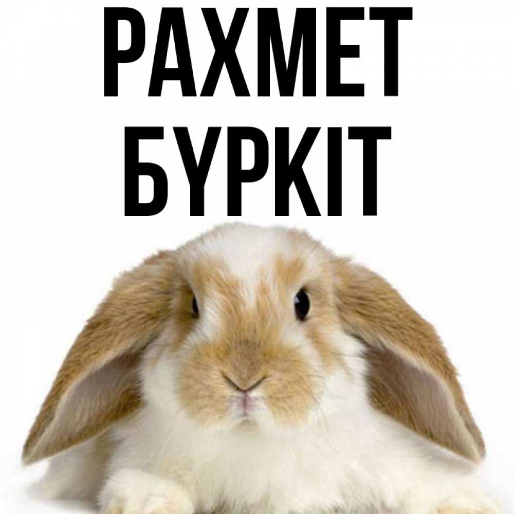 Күн сайын ашық хат с именем, Бүркіт рахмет коричнево белый заяц Онлайн тегін жүктеп алу тілектері бар керемет карта 