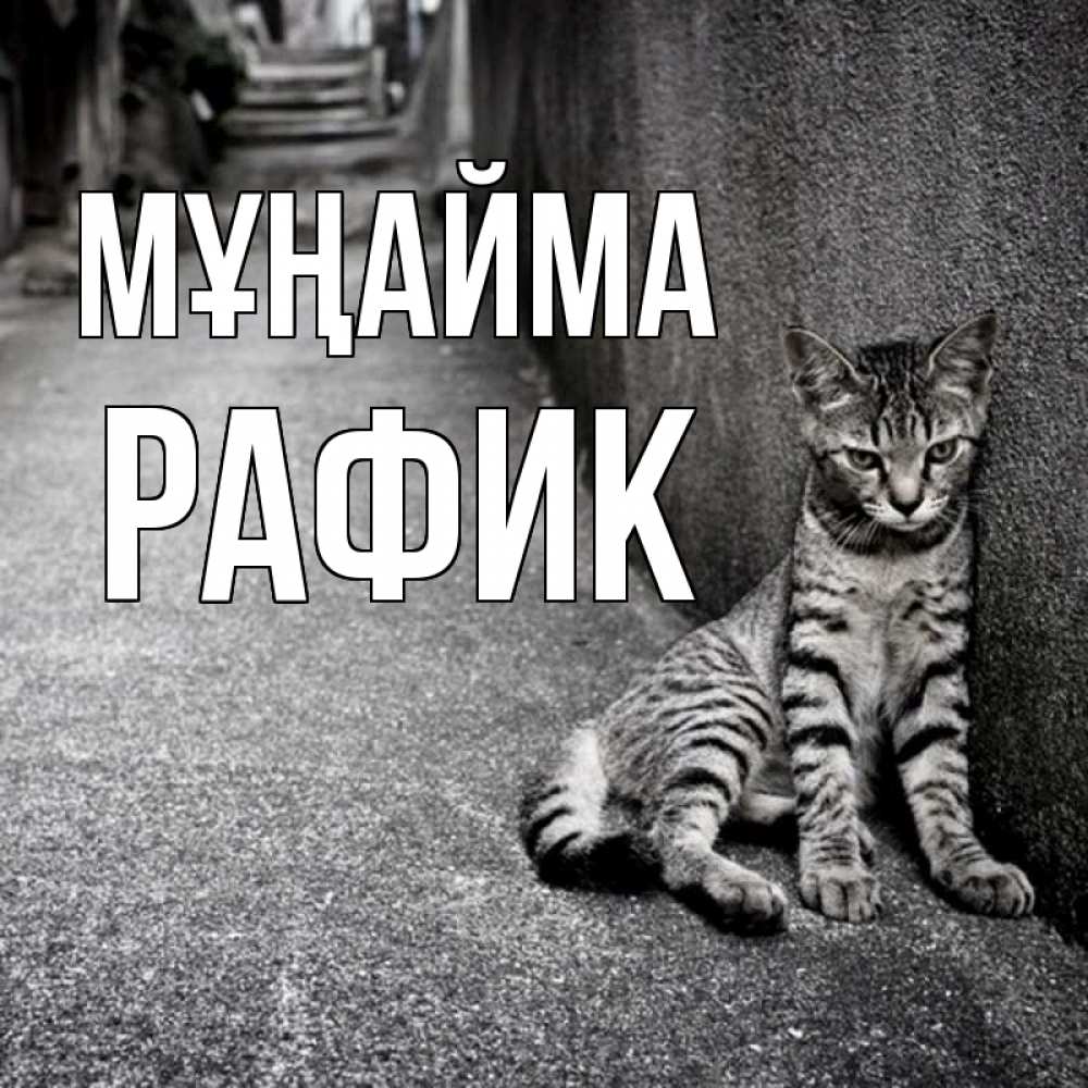 Күн сайын ашық хат с именем, РАФИК Мұңайма скучающий котик Онлайн тегін жүктеп алу тілектері бар керемет карта 