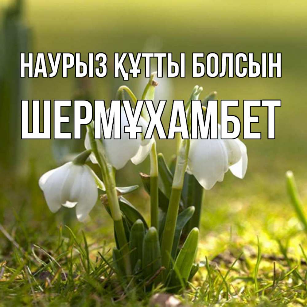 Күн сайын ашық хат с именем, ШЕРМҰХАМБЕТ Наурыз құтты болсын ранние цветы 2 Онлайн тегін жүктеп алу тілектері бар керемет карта 