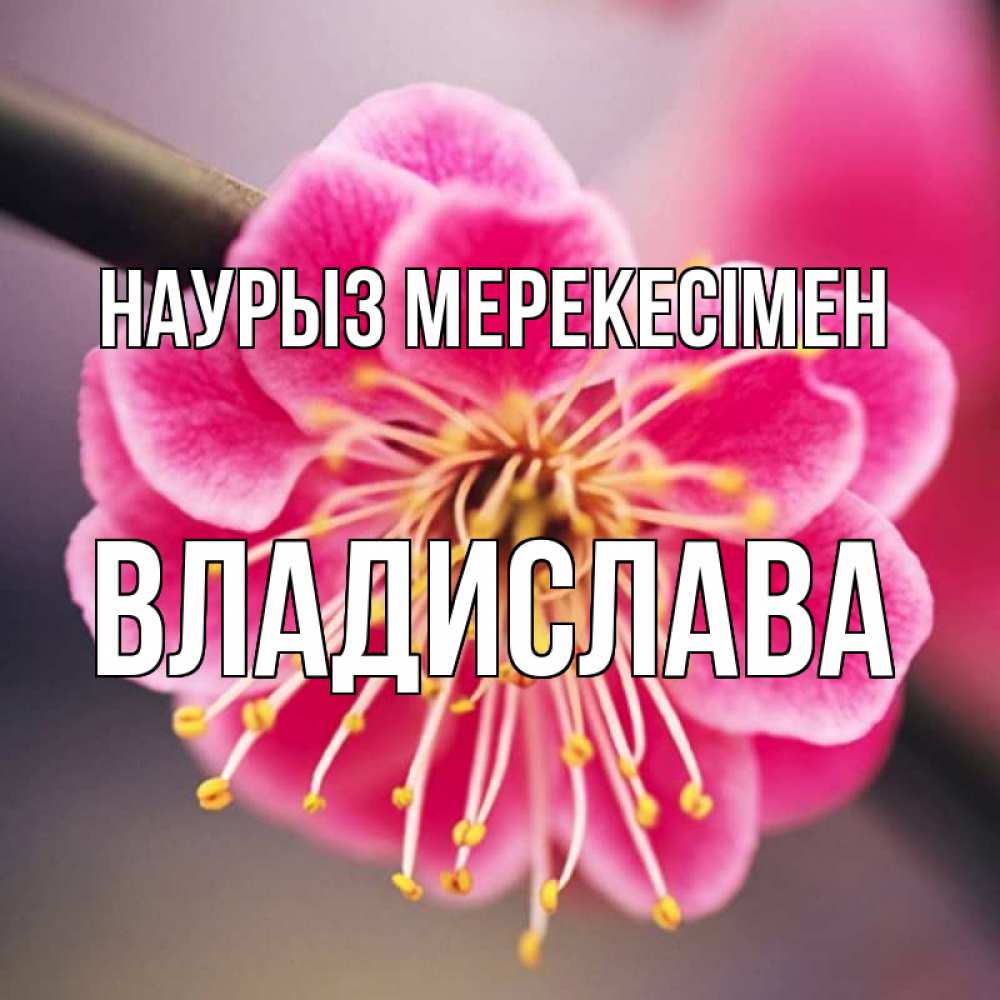 Күн сайын ашық хат с именем, Владислава Наурыз мерекесімен цветы Онлайн тегін жүктеп алу тілектері бар керемет карта 