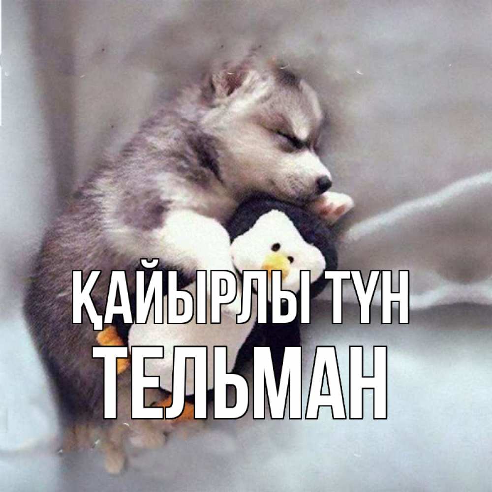 Күн сайын ашық хат с именем, Тельман Қайырлы түн обнимашки щенка и пингвина Онлайн тегін жүктеп алу тілектері бар керемет карта 