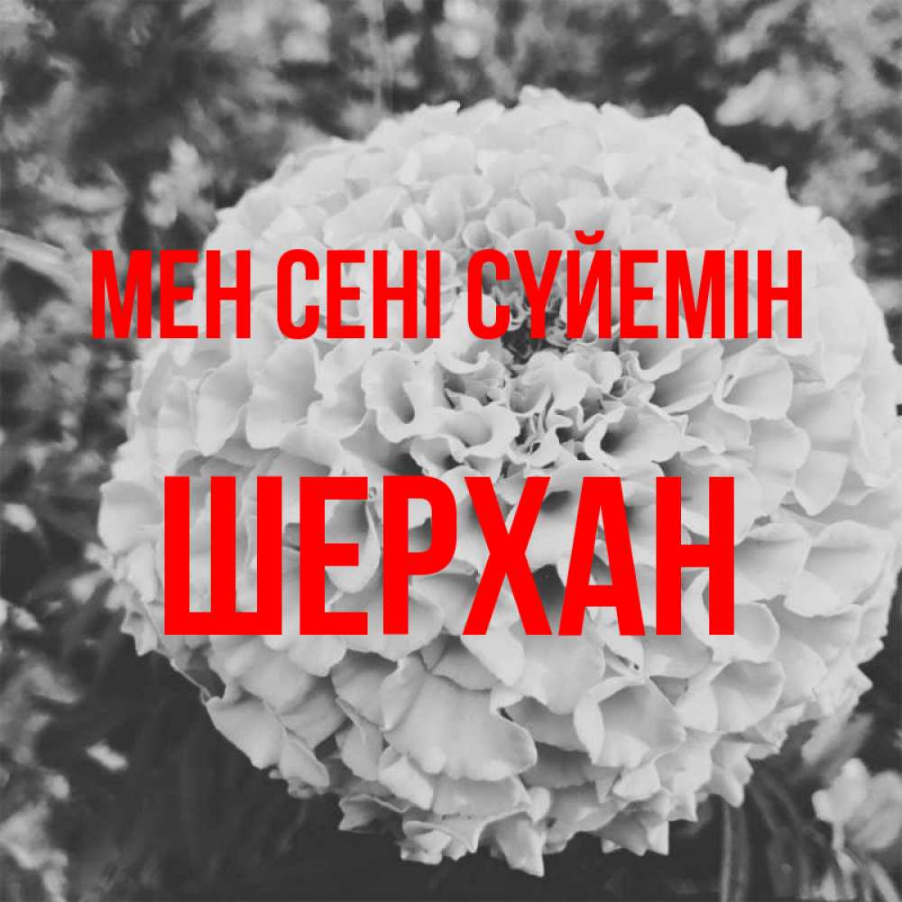 Күн сайын ашық хат с именем, ШЕРХАН Мен сені сүйемін подпись Онлайн тегін жүктеп алу тілектері бар керемет карта 