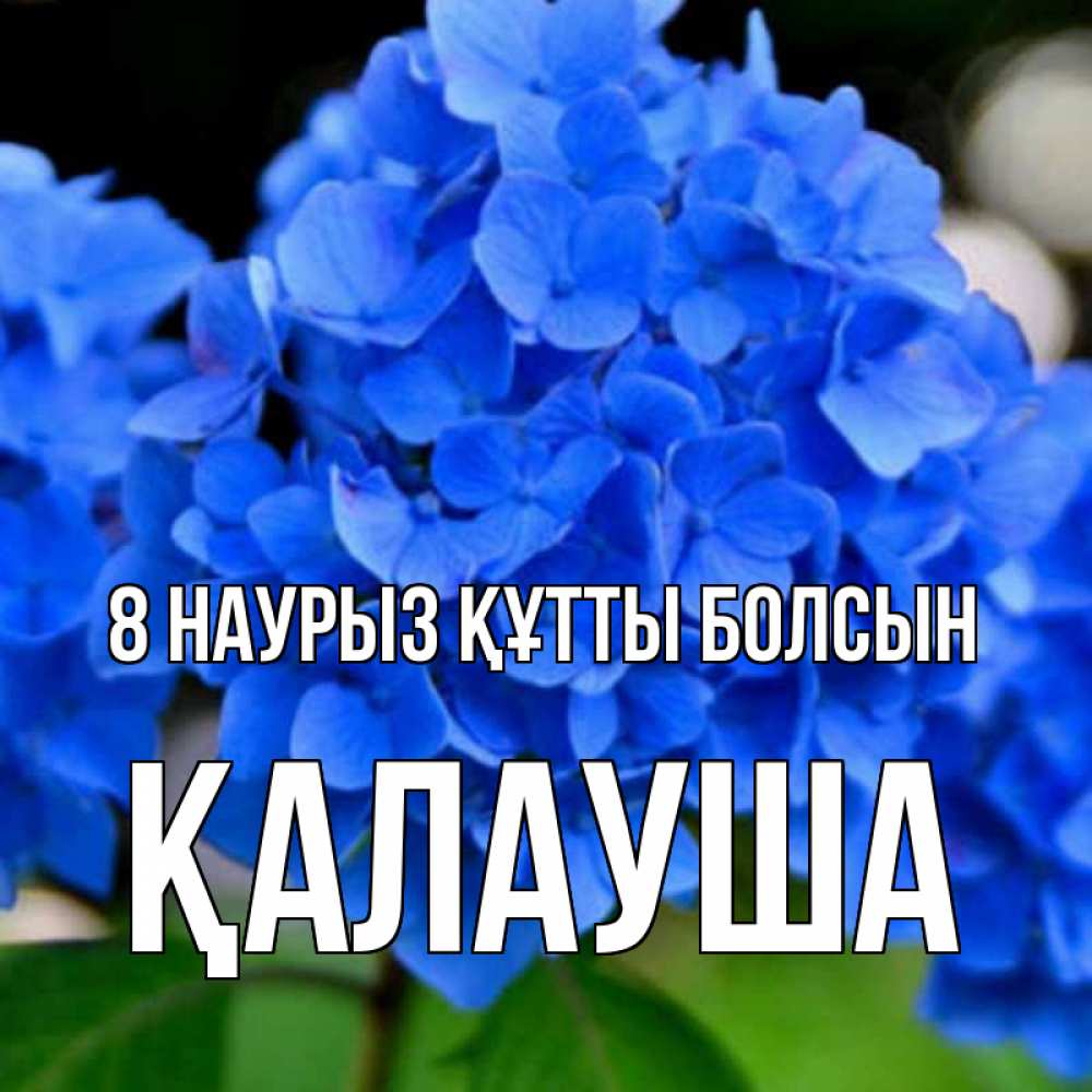 Күн сайын ашық хат с именем, Қалауша 8 наурыз құтты болсын синие цветы Онлайн тегін жүктеп алу тілектері бар керемет карта 