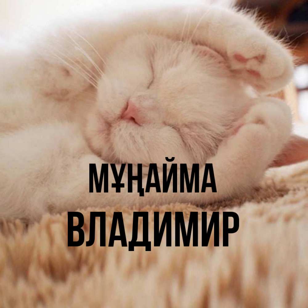 Күн сайын ашық хат с именем, Владимир Мұңайма Котенок спит Онлайн тегін жүктеп алу тілектері бар керемет карта 