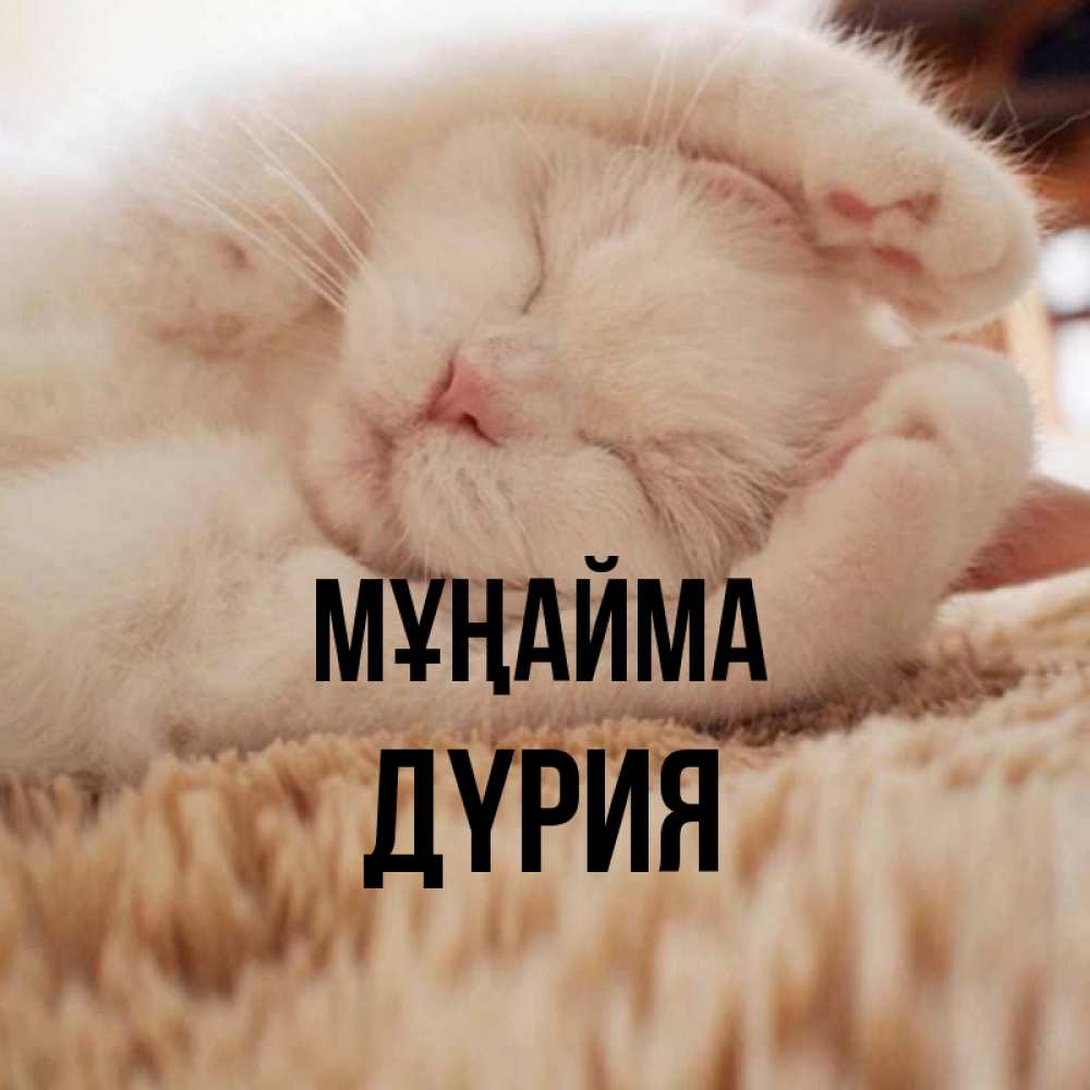 Күн сайын ашық хат с именем, ДҮРИЯ Мұңайма Котенок спит Онлайн тегін жүктеп алу тілектері бар керемет карта 