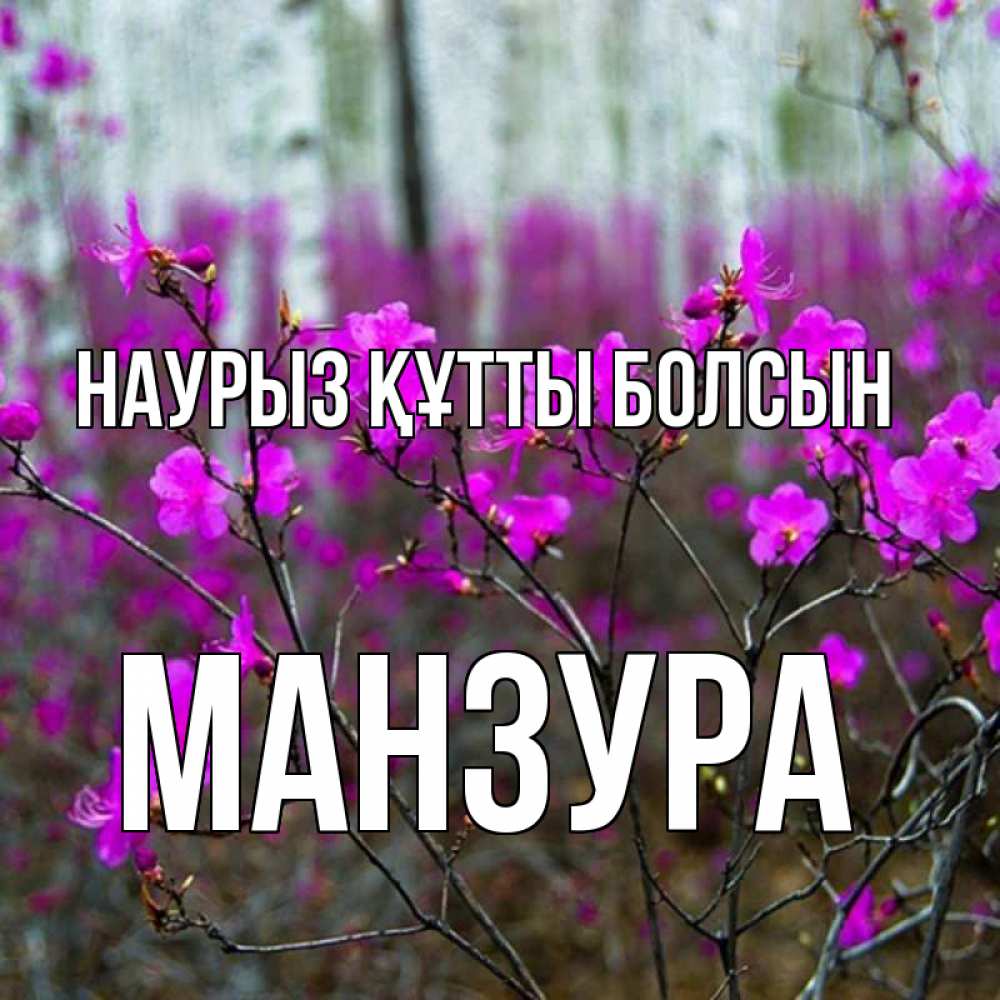 Күн сайын ашық хат с именем, МАНЗУРА Наурыз құтты болсын дикие цветы Онлайн тегін жүктеп алу тілектері бар керемет карта 