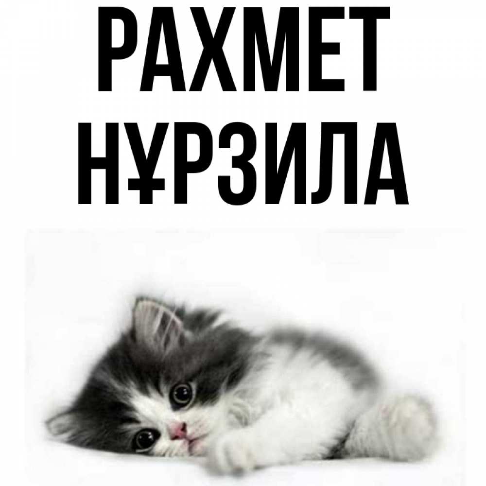 Күн сайын ашық хат с именем, НҰРЗИЛА рахмет черный и белый кот Онлайн тегін жүктеп алу тілектері бар керемет карта 