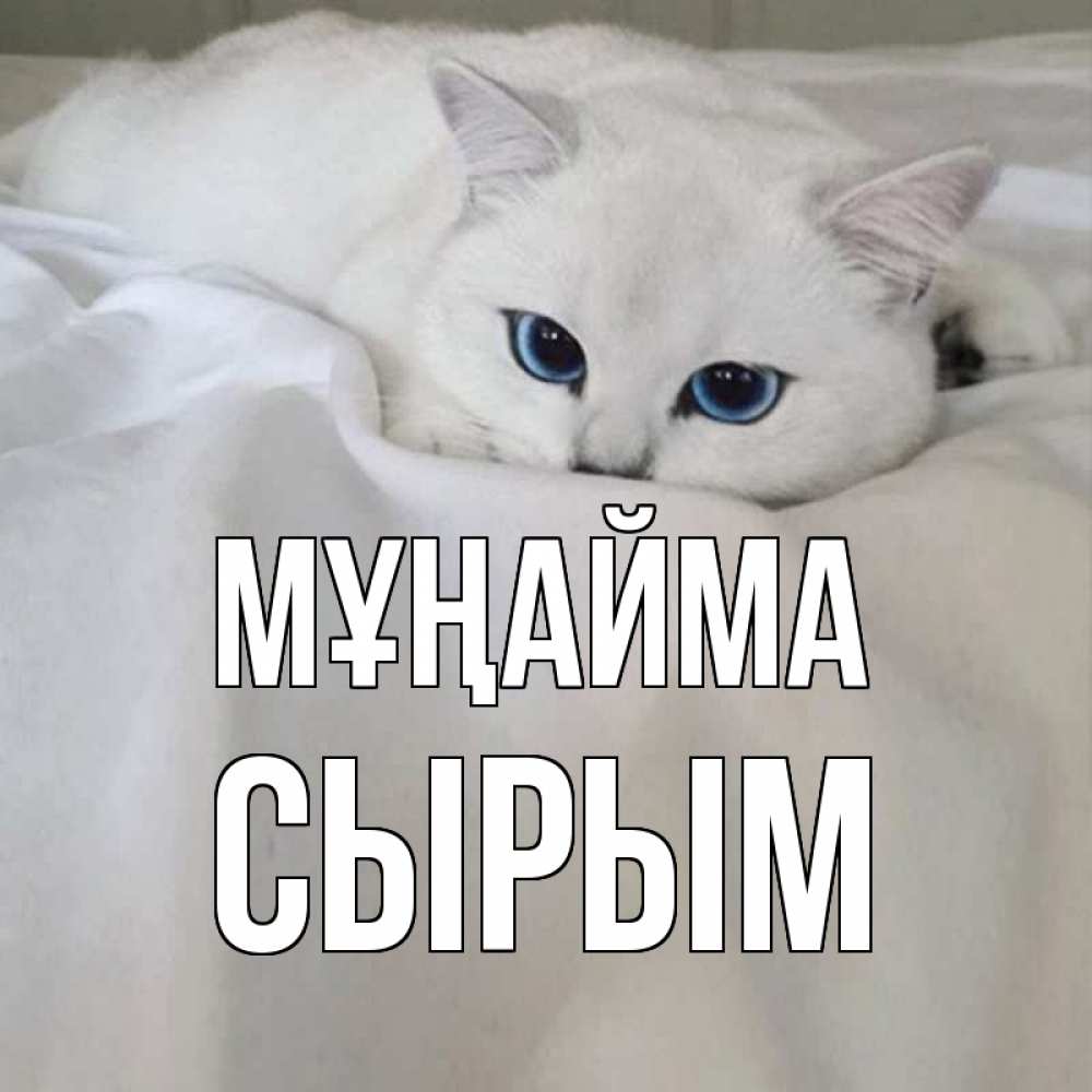 Күн сайын ашық хат с именем, СЫРЫМ Мұңайма белый кот с голубыми глазами на белоснежной кровати Онлайн тегін жүктеп алу тілектері бар керемет карта 