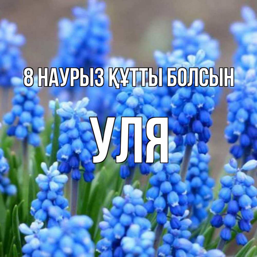 Күн сайын ашық хат с именем, Уля 8 наурыз құтты болсын Поздравительная открытка для женщин с цветами на праздничную дату Онлайн тегін жүктеп алу тілектері бар керемет карта 