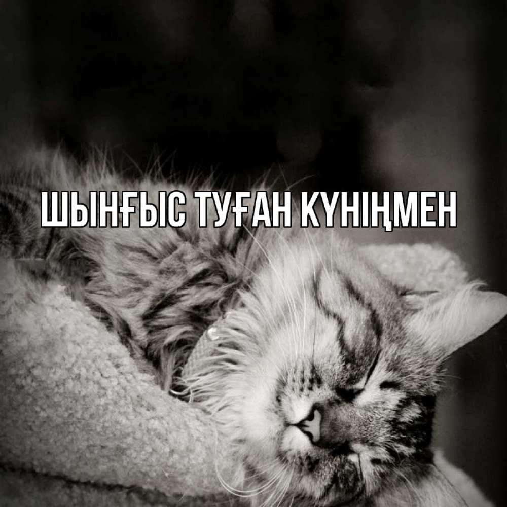 Күн сайын ашық хат с именем, ШЫНҒЫС-ТУҒАН-КҮНІҢМЕН Главная котярик пушистый Онлайн тегін жүктеп алу тілектері бар керемет карта 