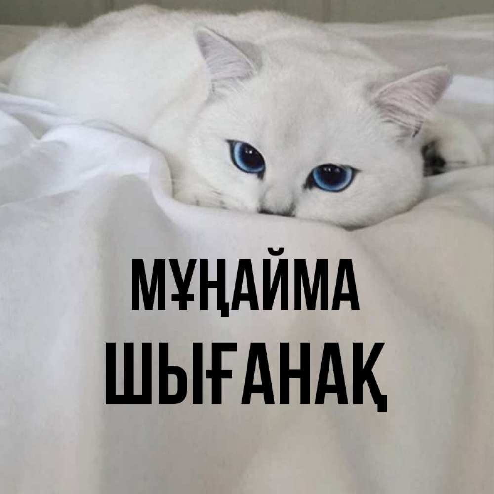 Күн сайын ашық хат с именем, ШЫҒАНАҚ Мұңайма Голубоглазая кошка Онлайн тегін жүктеп алу тілектері бар керемет карта 