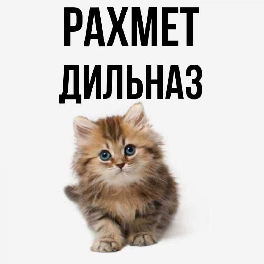 Күн сайын ашық хат с именем, ДИЛЬНАЗ рахмет пушистый котик Онлайн тегін жүктеп алу тілектері бар керемет карта 