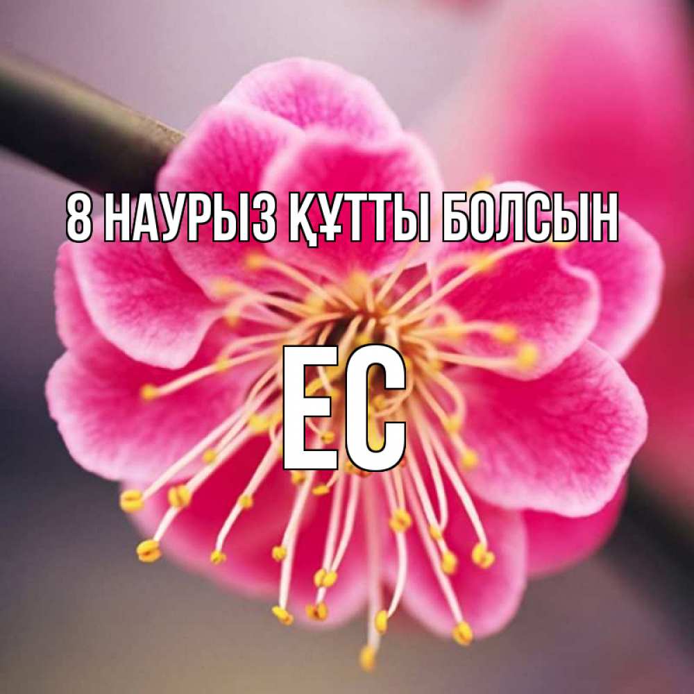 Күн сайын ашық хат с именем, Ес 8 наурыз құтты болсын цветы Онлайн тегін жүктеп алу тілектері бар керемет карта 