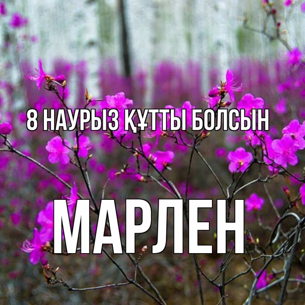 Күн сайын ашық хат с именем, МАРЛЕН 8 наурыз құтты болсын дикие цветы Онлайн тегін жүктеп алу тілектері бар керемет карта 