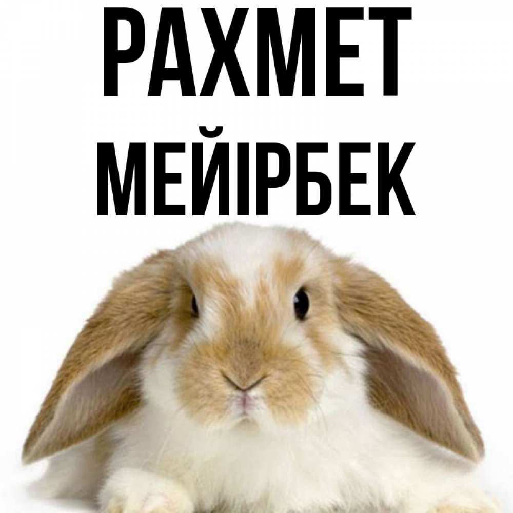 Күн сайын ашық хат с именем, МЕЙІРБЕК рахмет коричнево белый заяц Онлайн тегін жүктеп алу тілектері бар керемет карта 