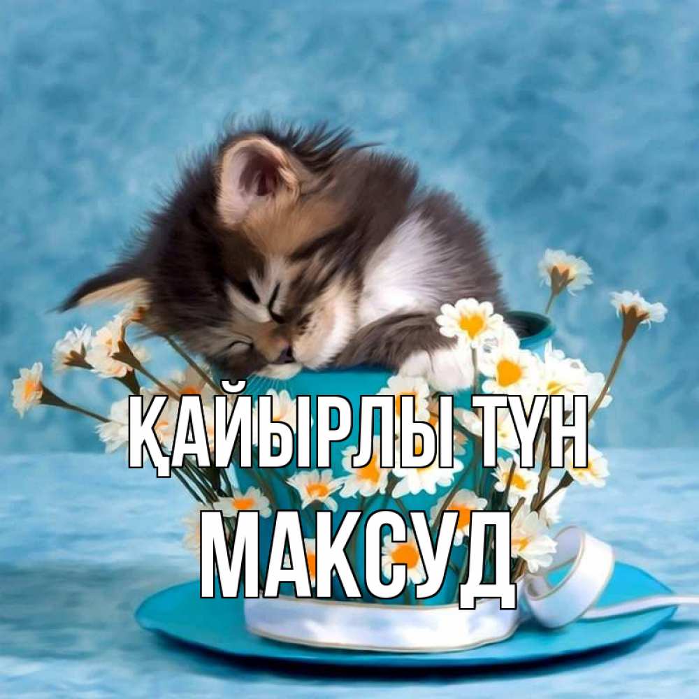Күн сайын ашық хат с именем, Максуд Қайырлы түн котенок спит в кружке с блюдцем Онлайн тегін жүктеп алу тілектері бар керемет карта 