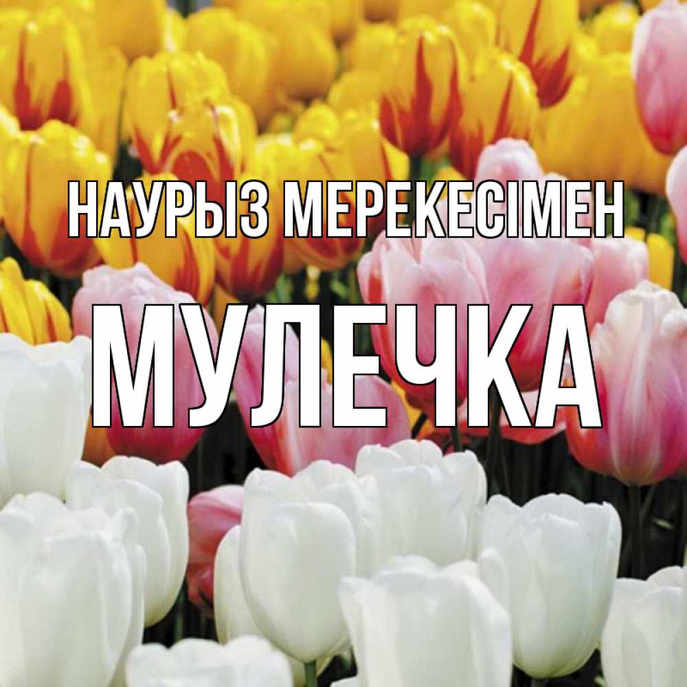 Күн сайын ашық хат с именем, Мулечка Наурыз мерекесімен разноцветные цветы Онлайн тегін жүктеп алу тілектері бар керемет карта 