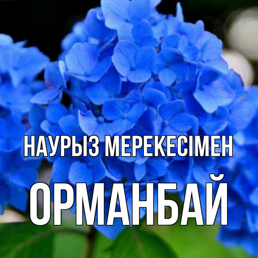 Күн сайын ашық хат с именем, ОРМАНБАЙ Наурыз мерекесімен синие цветы Онлайн тегін жүктеп алу тілектері бар керемет карта 