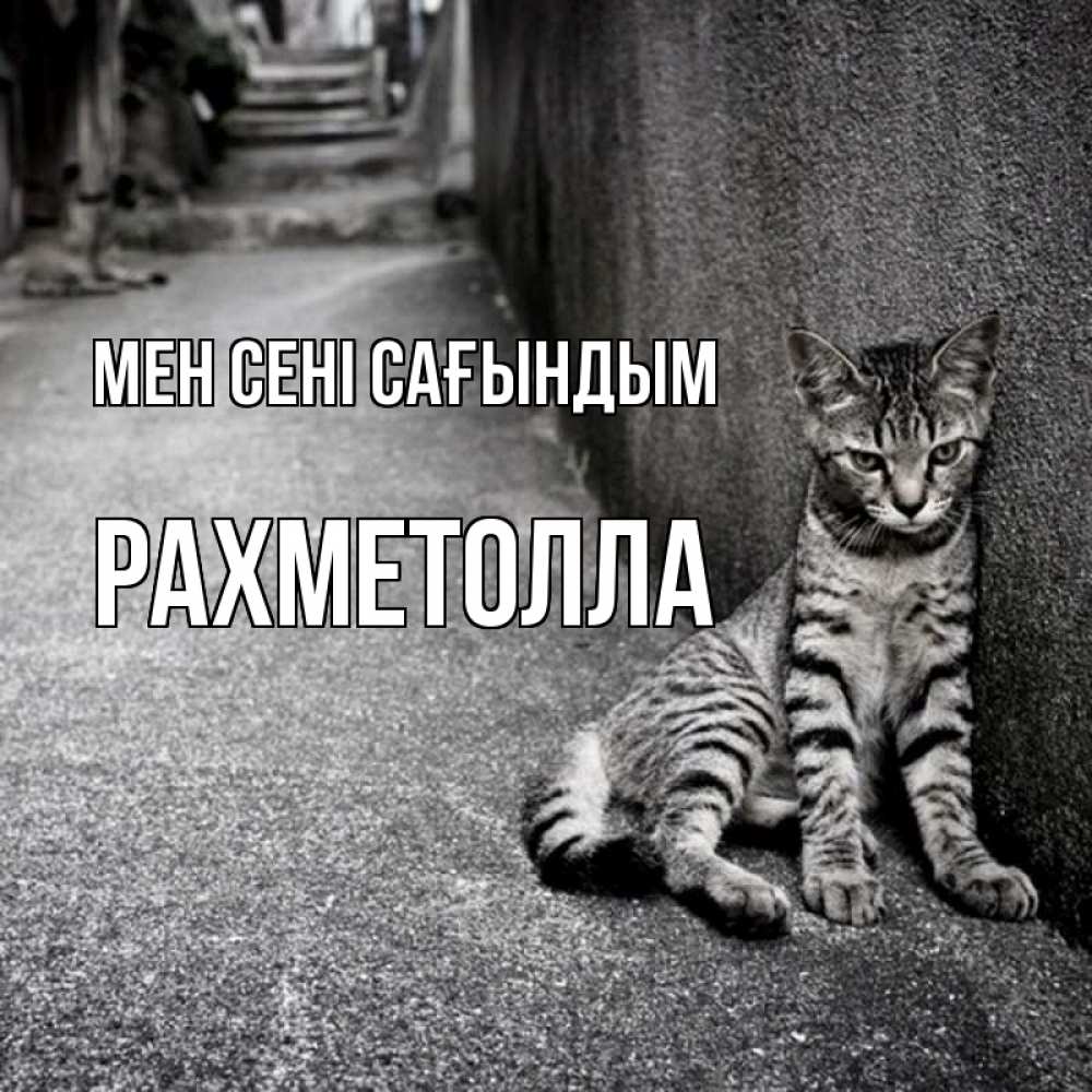 Күн сайын ашық хат с именем, РАХМЕТОЛЛА Мен сені сағындым одиноко котику Онлайн тегін жүктеп алу тілектері бар керемет карта 