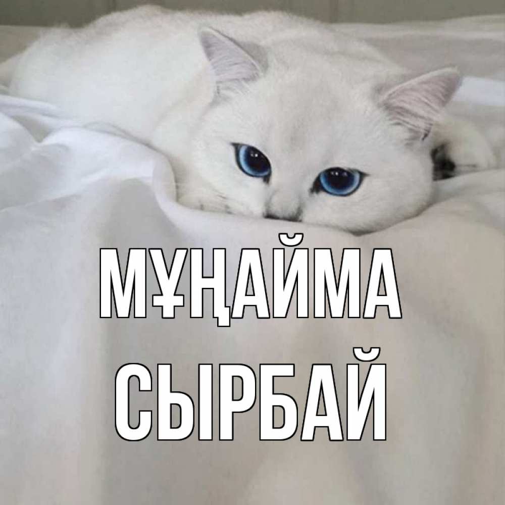 Күн сайын ашық хат с именем, СЫРБАЙ Мұңайма белый кот с голубыми глазами на белоснежной кровати Онлайн тегін жүктеп алу тілектері бар керемет карта 