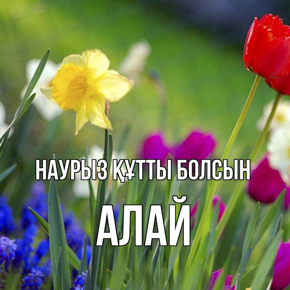 Күн сайын ашық хат с именем, Алай Наурыз құтты болсын наурыз  3 открытки Онлайн тегін жүктеп алу тілектері бар керемет карта 