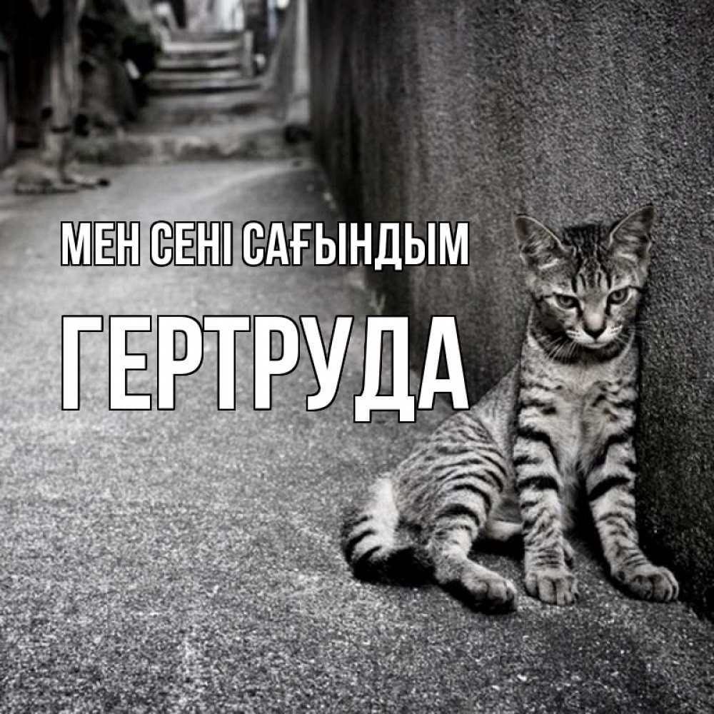 Күн сайын ашық хат с именем, Гертруда Мен сені сағындым одиноко котику Онлайн тегін жүктеп алу тілектері бар керемет карта 