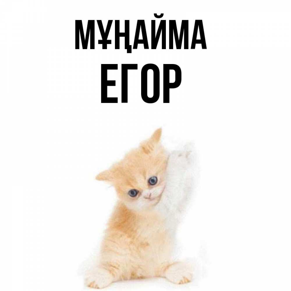Күн сайын ашық хат с именем, Егор Мұңайма просящий кот Онлайн тегін жүктеп алу тілектері бар керемет карта 