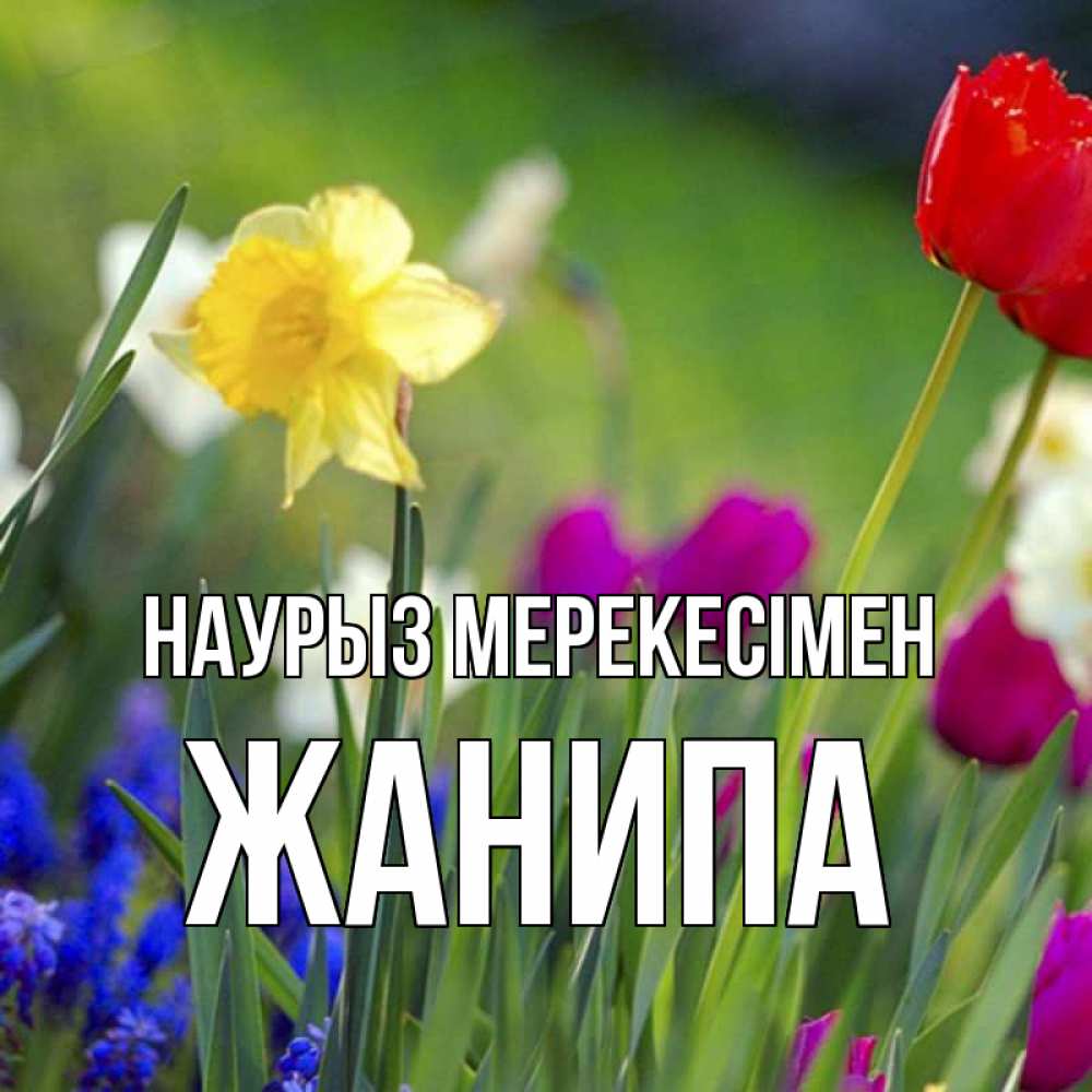 Күн сайын ашық хат с именем, ЖАНИПА Наурыз мерекесімен праздник весны наурыз 3 Онлайн тегін жүктеп алу тілектері бар керемет карта 