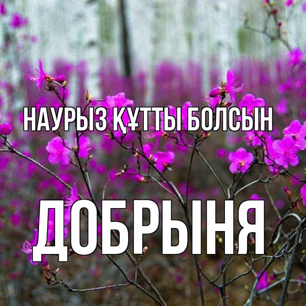 Күн сайын ашық хат с именем, Добрыня Наурыз құтты болсын дикие цветы Онлайн тегін жүктеп алу тілектері бар керемет карта 