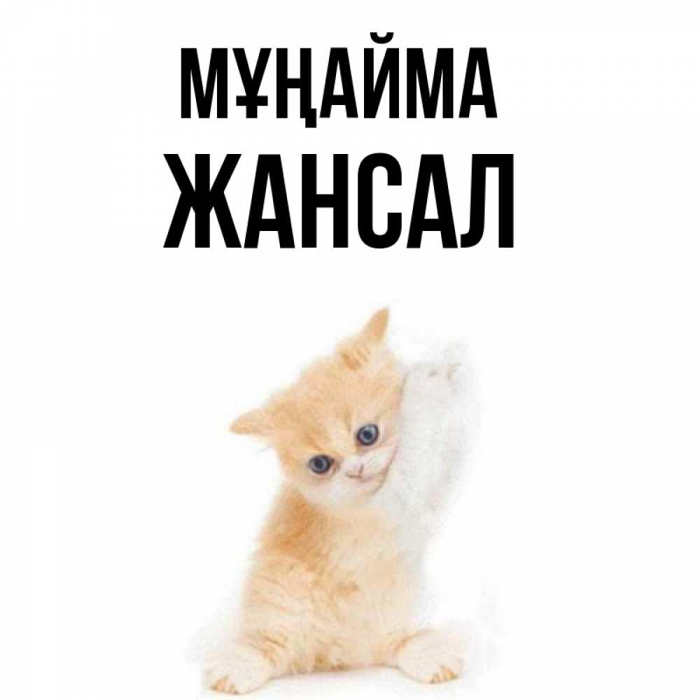 Күн сайын ашық хат с именем, Жансал Мұңайма просящий кот Онлайн тегін жүктеп алу тілектері бар керемет карта 