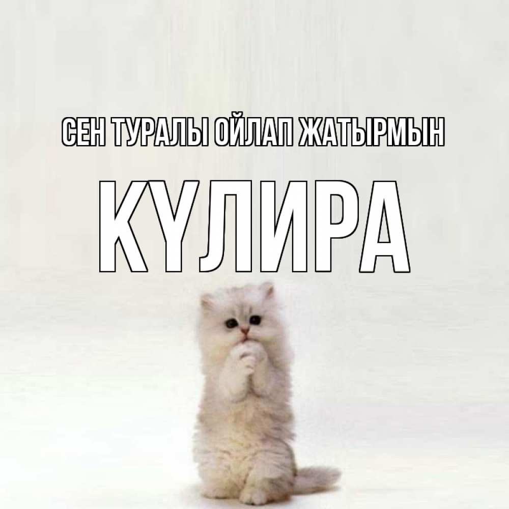 Күн сайын ашық хат с именем, КҮЛИРА Сен туралы ойлап жатырмын кот стоит на задних лапах Онлайн тегін жүктеп алу тілектері бар керемет карта 