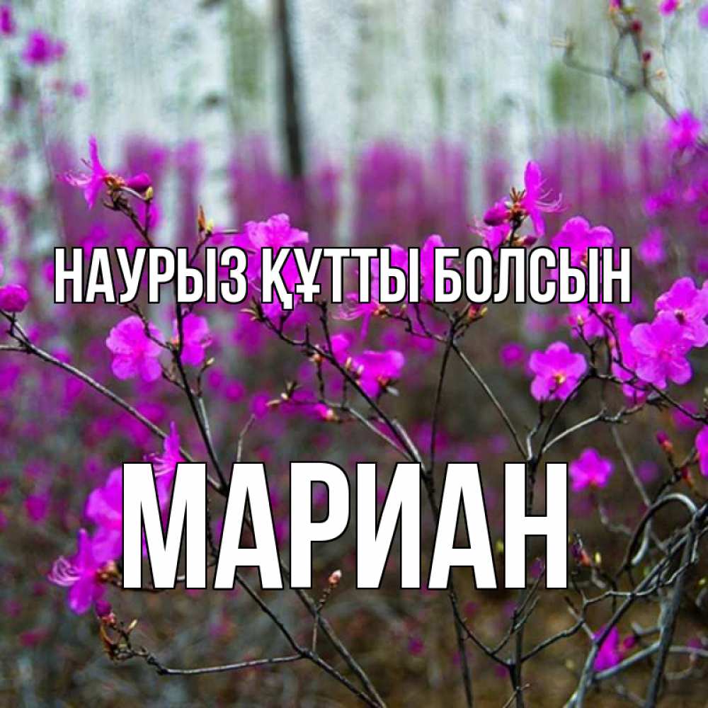 Күн сайын ашық хат с именем, Мариан Наурыз құтты болсын дикие цветы Онлайн тегін жүктеп алу тілектері бар керемет карта 