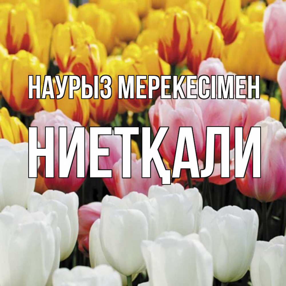 Күн сайын ашық хат с именем, НИЕТҚАЛИ Наурыз мерекесімен разноцветные цветы Онлайн тегін жүктеп алу тілектері бар керемет карта 