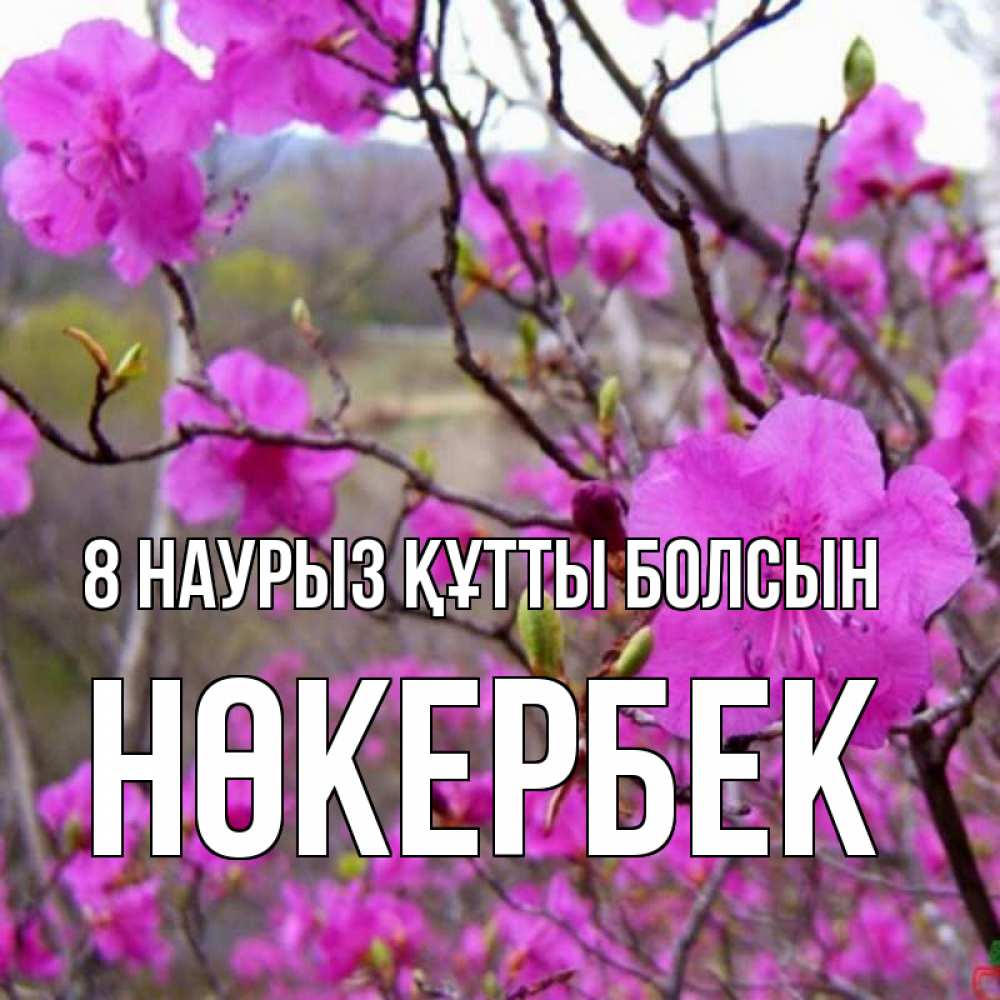 Күн сайын ашық хат с именем, НӨКЕРБЕК 8 наурыз құтты болсын международный женский день Онлайн тегін жүктеп алу тілектері бар керемет карта 