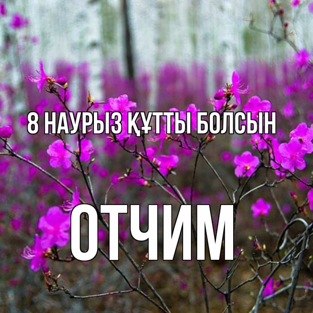 Күн сайын ашық хат с именем, Отчим 8 наурыз құтты болсын дикие цветы Онлайн тегін жүктеп алу тілектері бар керемет карта 