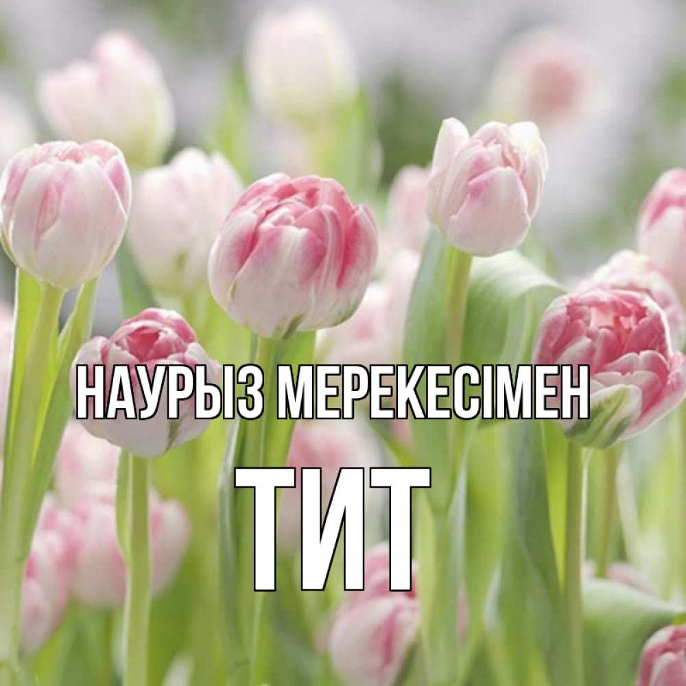 Күн сайын ашық хат с именем, Тит Наурыз мерекесімен цветы Онлайн тегін жүктеп алу тілектері бар керемет карта 